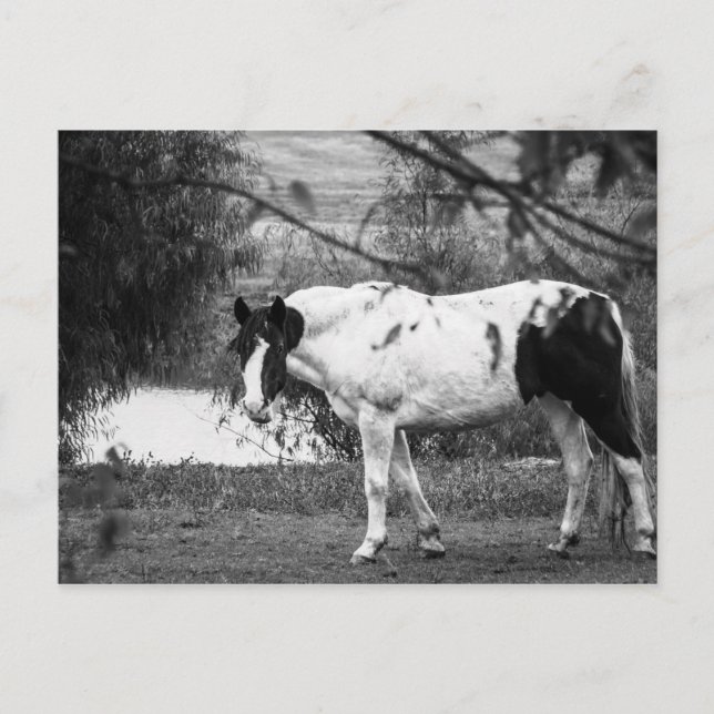 Paint Horse Postcard (Front)