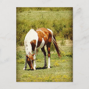 Paint Horse Postcard