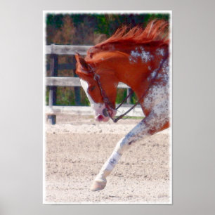 Paint Horse Poster