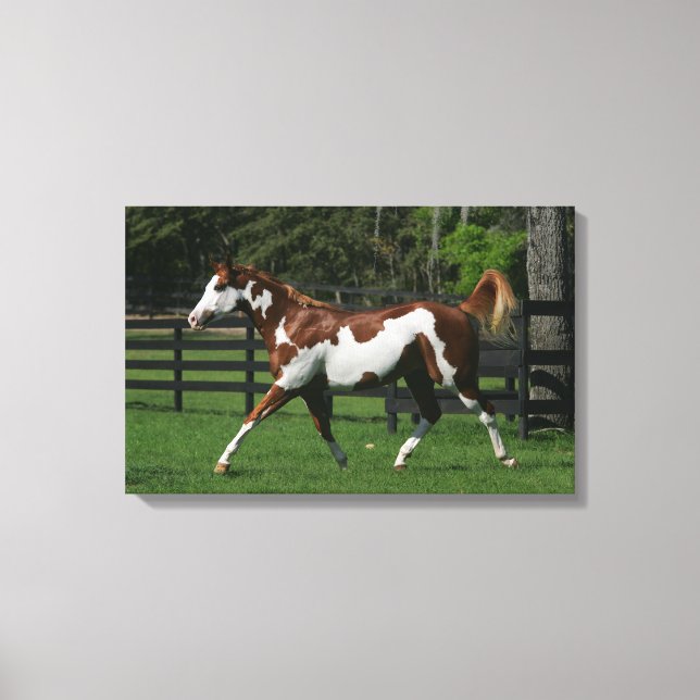 Paint Horse Running 1 Canvas Print (Front)