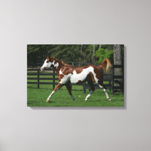 Paint Horse Running 1 Canvas Print
