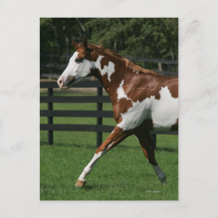 Paint Horse Running 1 Postcard