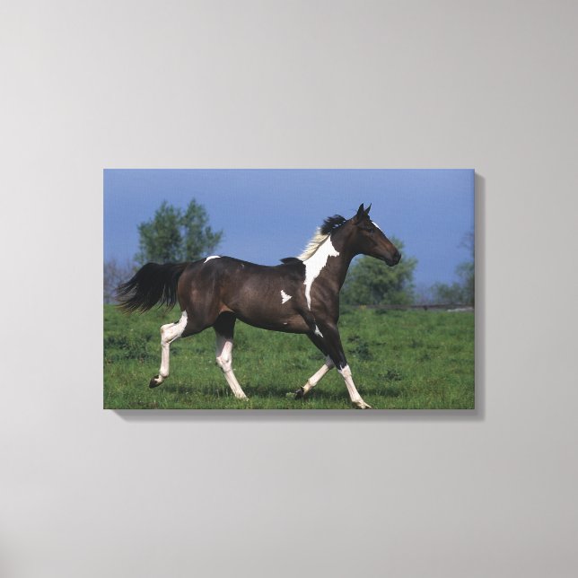 Paint Horse Running 2 Canvas Print (Front)
