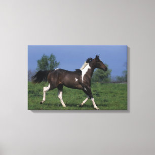 Paint Horse Running 2 Canvas Print