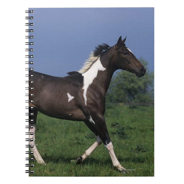 Paint Horse Running 2 Notebook (Front)