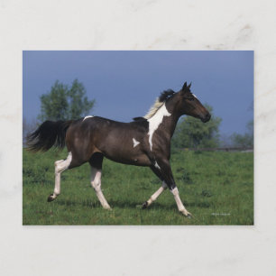 Paint Horse Running 2 Postcard