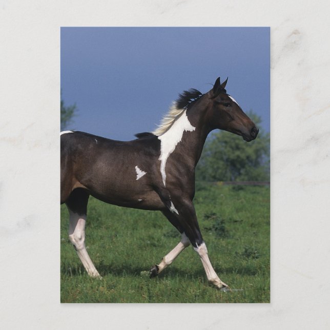 Paint Horse Running 2 Postcard (Front)