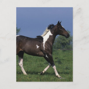 Paint Horse Running 2 Postcard