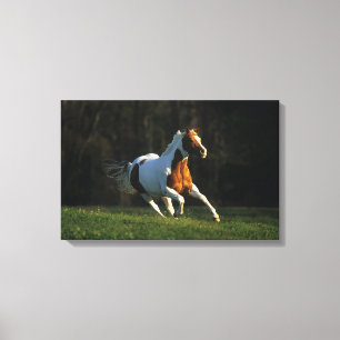 Paint Horse Running Fast Canvas Print