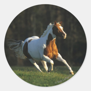 Paint Horse Running Fast Classic Round Sticker