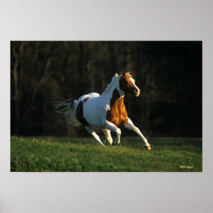 Paint Horse Running Fast Poster