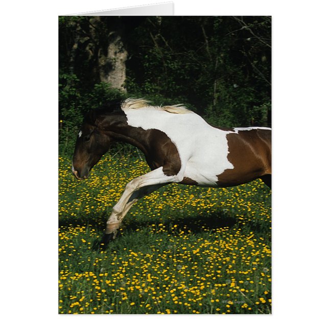 Paint Horse Running in Field of Flowers (Front)