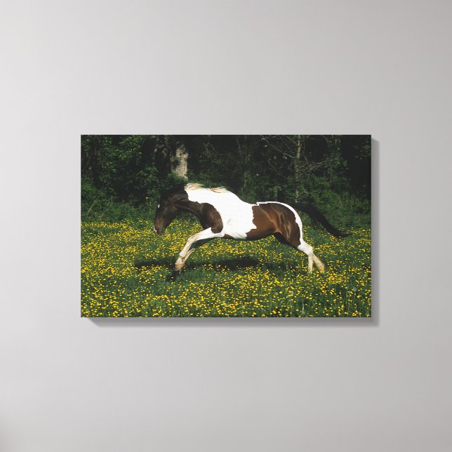 Paint Horse Running in Field of Flowers Canvas Print (Front)