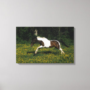 Paint Horse Running in Field of Flowers Canvas Print