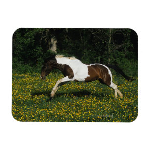 Paint Horse Running in Field of Flowers Magnet