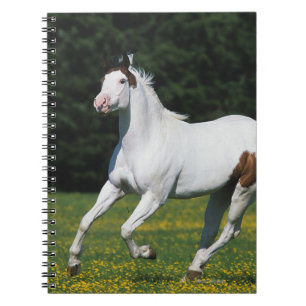 Paint Horse Running in Grassy Field Notebook