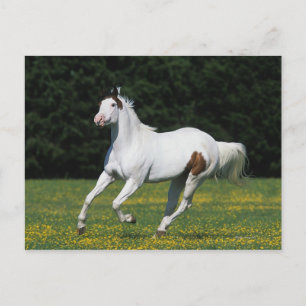 Paint Horse Running in Grassy Field Postcard