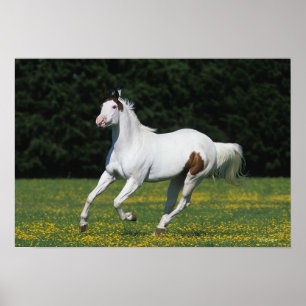 Paint Horse Running in Grassy Field Poster