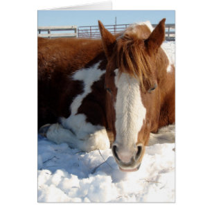 Paint Horse Snowy Sunny Snooze