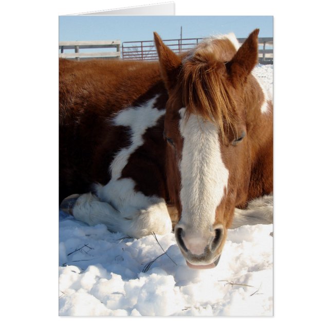 Paint Horse Snowy Sunny Snooze (Front)