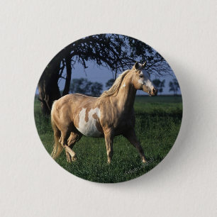 Paint Horse Standing 2 Inch Round Button