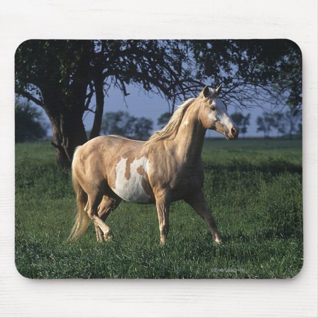 Paint Horse Standing 2 Mouse Pad (Front)