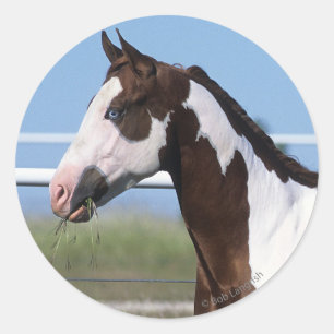 Paint Horse Standing Classic Round Sticker