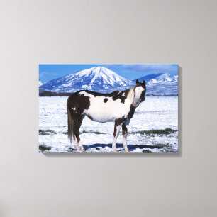 Paint Horse Standing in the Snow Canvas Print