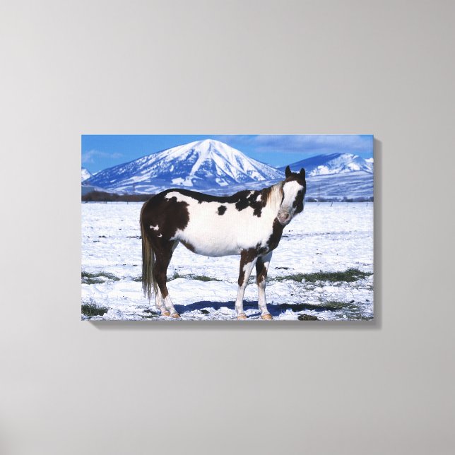 Paint Horse Standing in the Snow Canvas Print (Front)
