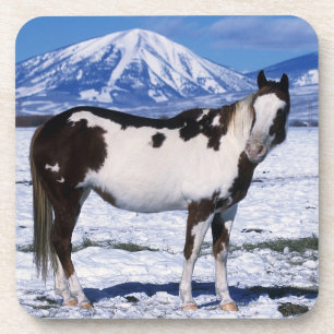 Paint Horse Standing in the Snow Coaster