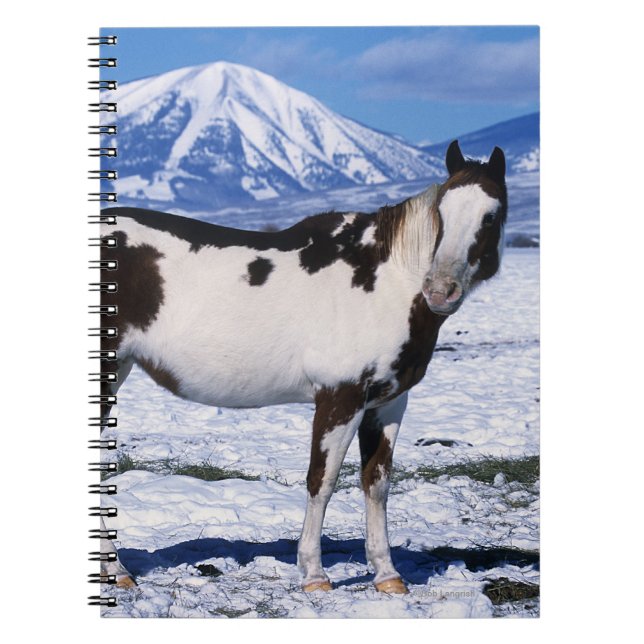 Paint Horse Standing in the Snow Notebook (Front)