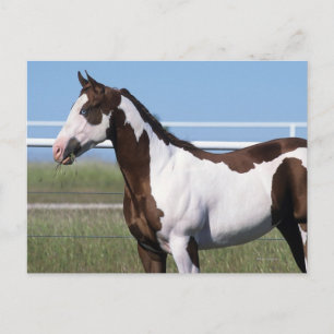 Paint Horse Standing Postcard