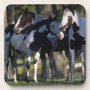 Paint Horses Coaster