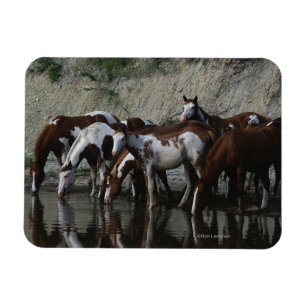 Paint Horses Drinking Magnet