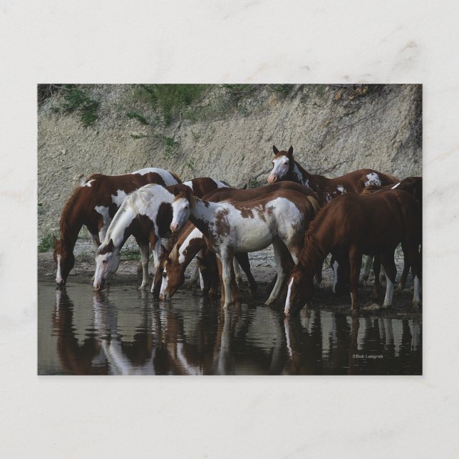 Paint Horses Drinking Postcard (Front)