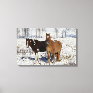 Paint Horses in the Snow Canvas Print