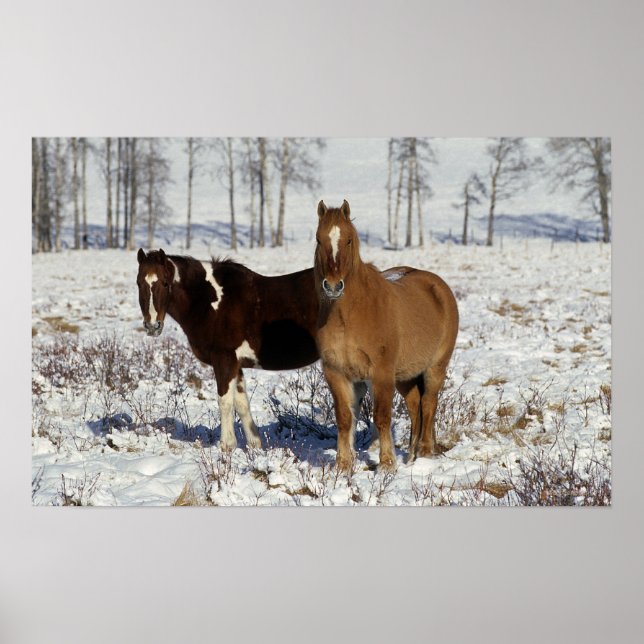 Paint Horses in the Snow Poster (Front)