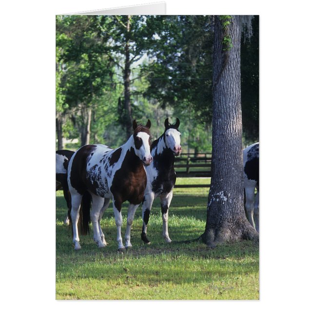 Paint Horses in the Trees (Front)
