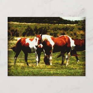 Paint Horses Postcard