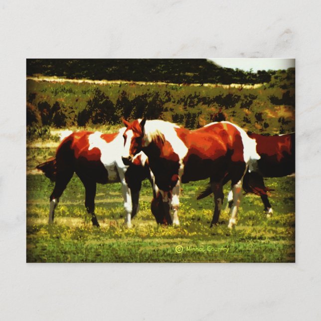 Paint Horses Postcard (Front)