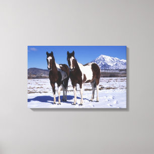 Paint Horses Standing in the Snow Canvas Print