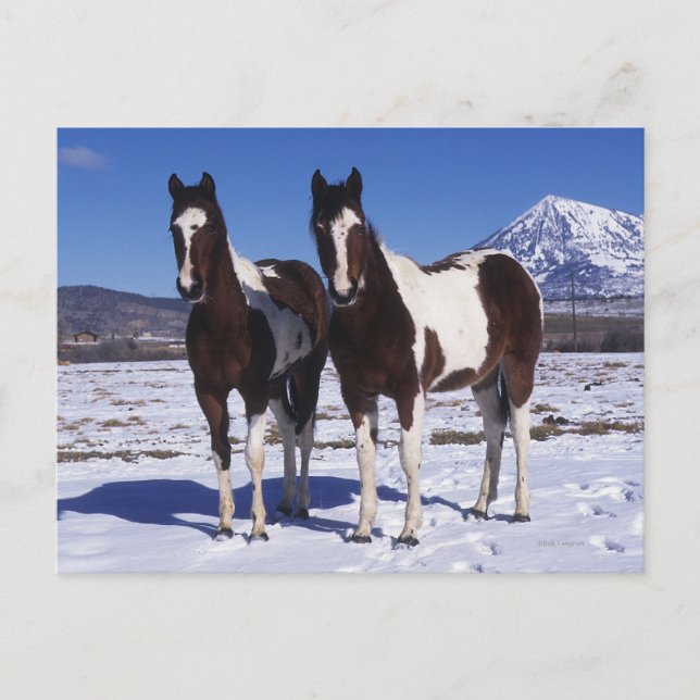 Paint Horses Standing in the Snow Postcard (Front)