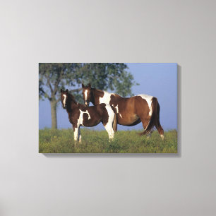 Paint Mare & Foal Canvas Print
