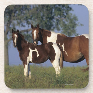 Paint Mare & Foal Coaster
