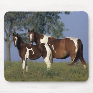 Paint Mare & Foal Mouse Pad
