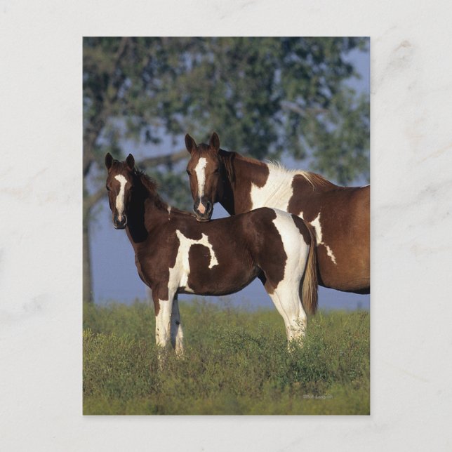 Paint Mare & Foal Postcard (Front)