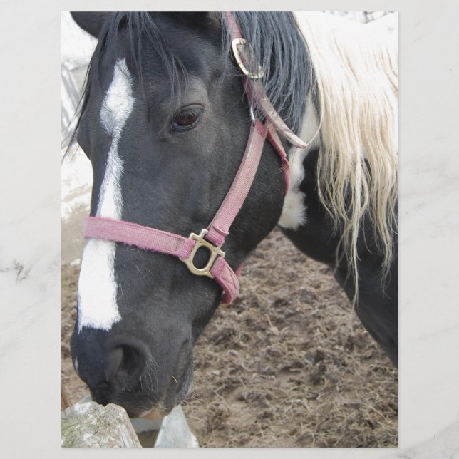 Paint Pinto Horse (Front)
