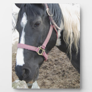 Paint Pinto Horse Plaque