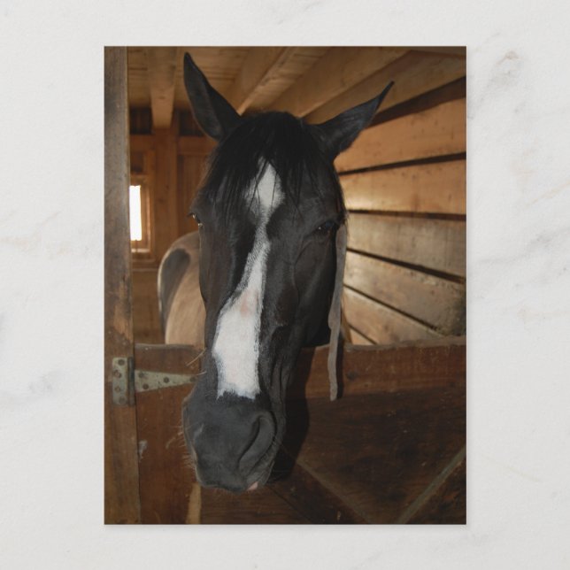 Paint/Pinto Horse Postcard (Front)