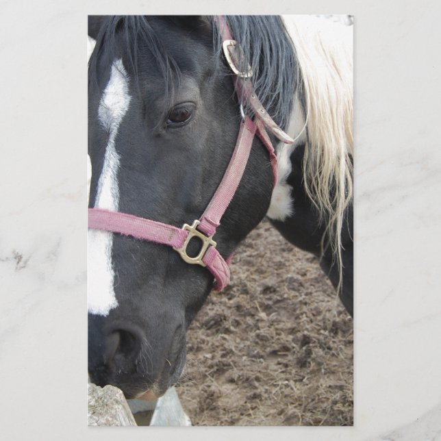 Paint Pinto Horse Stationery (Front)